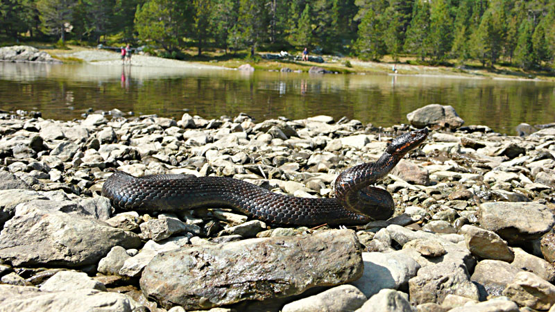 Vipera aspis atra melanotica della Val d''Aosta